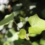Edera artistica e green per la tua casa