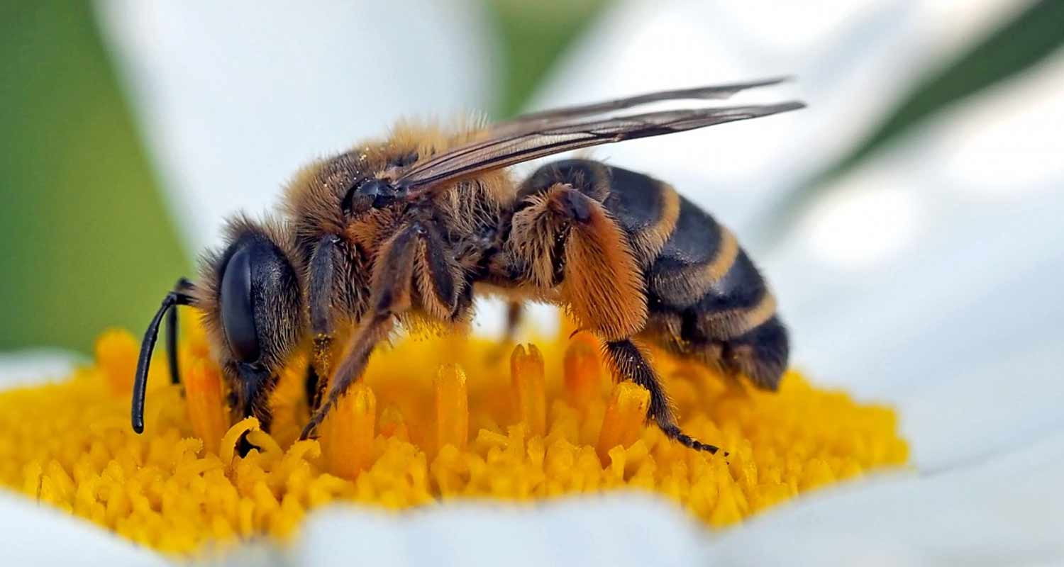 Il polline di api è davvero utile contro queste malattie