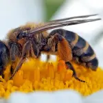 Il polline di api è davvero utile contro queste malattie