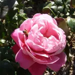 Coltivazioni idroponiche: quali fertilizzanti scegliere?