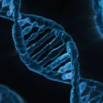 Dopo la morte si attivano dei geni nel cervello