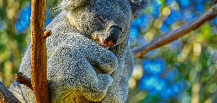 Sai che gli animali possono andare in ibernazione?