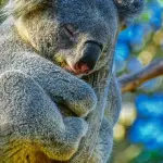 Sai che gli animali possono andare in ibernazione?