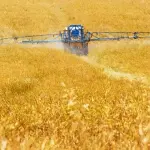 Foraging, il bello di mangiare quello che si è raccolto