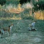 Darsi alla macchia: ecco cosa significa