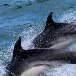 Toscana, ecco perché sono morti ben 37 delfini