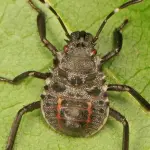 Cimice asiatica: come difendersi e sigillare la propria casa