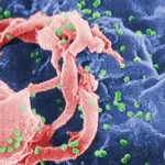 Invecchiamento: possibile ritardarlo e allungare la vita