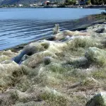 Aitoliko le spiagge del paese ricoperte da ragnatele