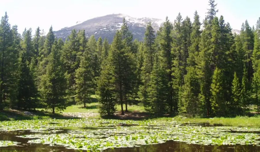 Stati Uniti: disboscamento nel nome dell'energia rinnovabile