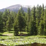 Stati Uniti: disboscamento nel nome dell'energia rinnovabile