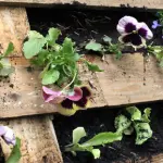 Come creare un orto verticale