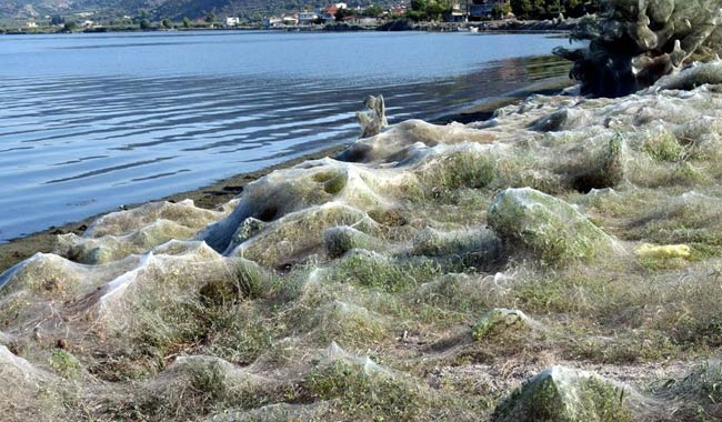 Aitoliko le spiagge del paese ricoperte da ragnatele