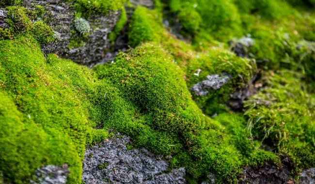 Antartide le foreste di muschio stanno morendo