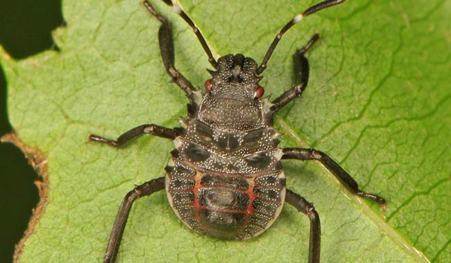 Cimice asiatica come difendersi e sigillare la propria casa