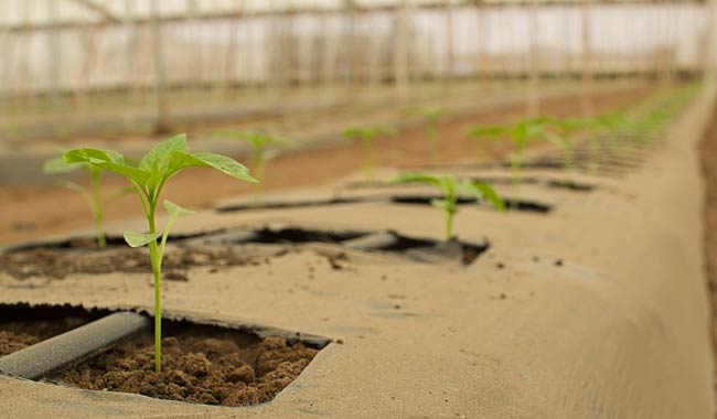 Agricoltura biologica ecco le sue caratteristiche