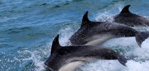 Toscana ecco perche sono morti ben 37 delfini