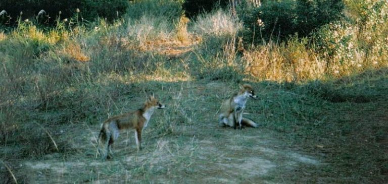 Darsi alla macchia: ecco cosa significa