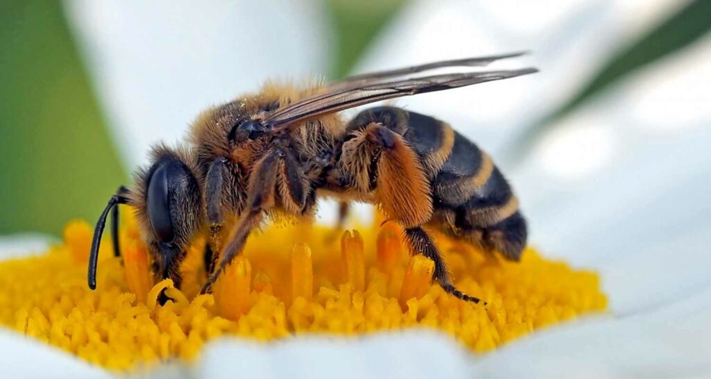 Il polline di api davvero utile contro queste malattie