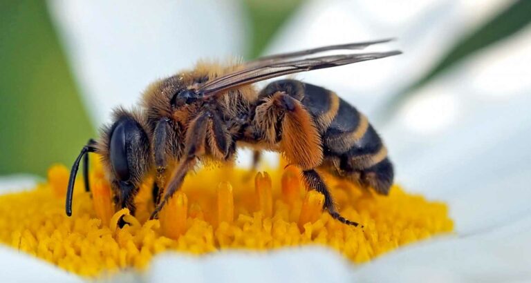 Il polline di api è davvero utile contro queste malattie