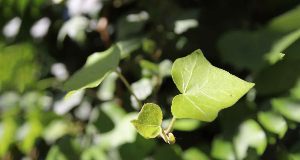 Edera artistica e green per la tua casa